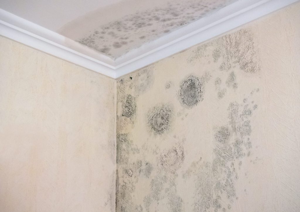 San Antonio TX Mold Removal, Remediation & Cleaning Services