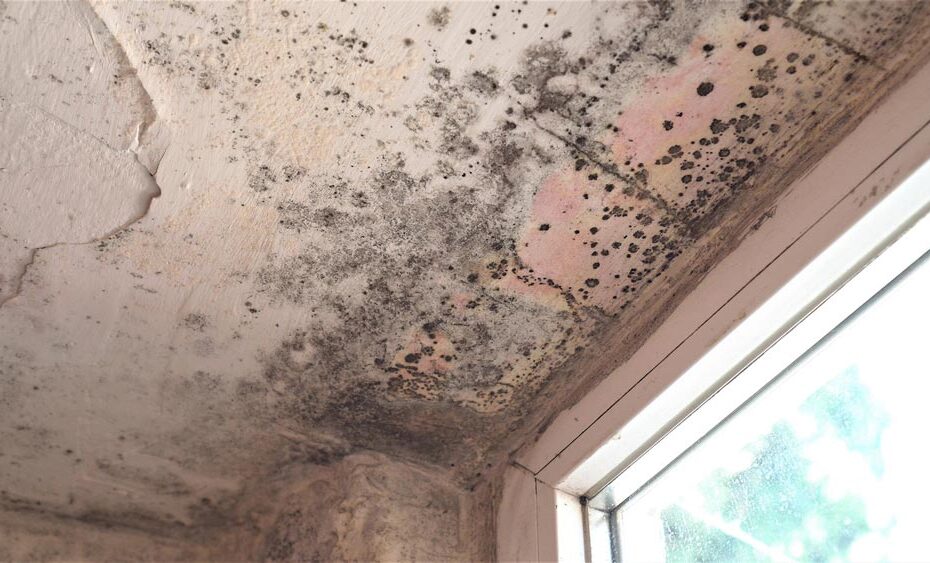 moldy ceilings